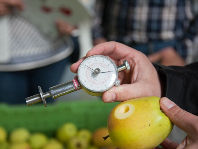 PILNE: Oświadczenie Lidl Polska w prawie testu jabłek